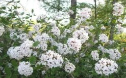 Juddi Fragrant Snowball Viburnum - 3 Gallon Pot -Botanica Tree Store Viburnum Judd 2
