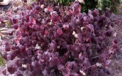 Juddi Fragrant Snowball Viburnum - 3 Gallon Pot -Botanica Tree Store Viburnum Judd 5