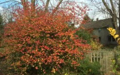Fragrant Mohawk Viburnum Burkwoodi - 1 Gallon Pot -Botanica Tree Store Viburnum Mohawk 10