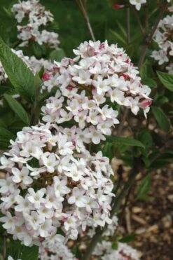 Fragrant Mohawk Viburnum Burkwoodi - 1 Gallon Pot -Botanica Tree Store Viburnum Mohawk 4
