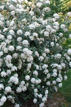 Fragrant Mohawk Viburnum Burkwoodi - 1 Gallon Pot -Botanica Tree Store Viburnum Mohawk 5