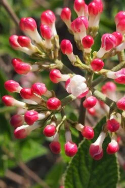 Fragrant Mohawk Viburnum Burkwoodi - 1 Gallon Pot -Botanica Tree Store Viburnum Mohawk 6