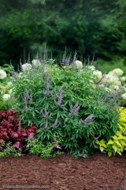 Blue Diddley Dwarf Chaste Tree - Vitex Agnus-castus - 3 Gallon Pot -Botanica Tree Store Vitex Blue Diddley 3