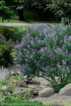 Shoal Creek Chaste Tree (Vitex) - 3 Gallon Pot 9 Shoal Creek Chaste Tree (Vitex) - 3 Gallon Pot -Botanica Tree Store Vitex Shoal Creek 17 1