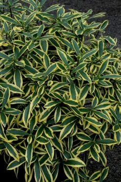 Marianni Variegated Pink Winter Daphne - 1 Gallon Pot -Botanica Tree Store Winter Daphne Marianni 2