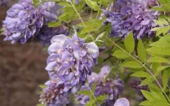 Amethyst Falls Wisteria Vine - 1 Gallon Pot 12 Amethyst Falls Wisteria Vine - 1 Gallon Pot -Botanica Tree Store Wisteria Amethyst Falls 50
