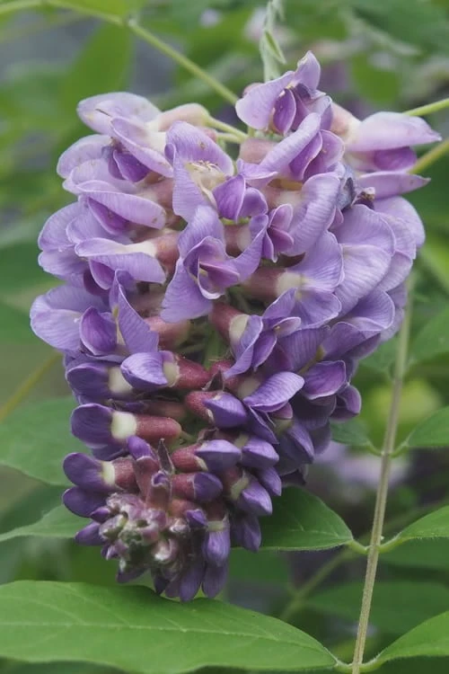 Amethyst Falls Wisteria Vine - 1 Gallon Pot 1 Amethyst Falls Wisteria Vine - 1 Gallon Pot