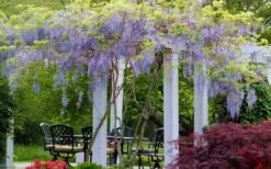 Blue Moon Wisteria Vine - 1 Gallon Pot -Botanica Tree Store Wisteria Blue Moon 15
