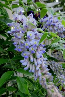 Blue Moon Wisteria Vine - 1 Gallon Pot -Botanica Tree Store Wisteria Blue Moon 4