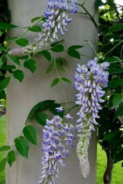 Blue Moon Wisteria Vine - 1 Gallon Pot -Botanica Tree Store Wisteria Blue Moon 5