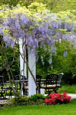 Blue Moon Wisteria Vine - 1 Gallon Pot -Botanica Tree Store Wisteria Blue Moon 8