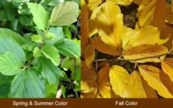 Little Prospect Golden American Witch Hazel (Hamamelis Virginiana) - 5 Gallon Pot -Botanica Tree Store Witch Hazel Common American 10