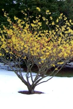 Little Prospect Golden American Witch Hazel (Hamamelis Virginiana) - 5 Gallon Pot -Botanica Tree Store Witch hazel Common American Yellow 6
