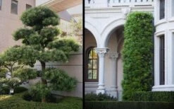 Podocarpus Macrophyllus Upright Yew - 3 Gallon Pot -Botanica Tree Store Yew Podocarpus 2 1