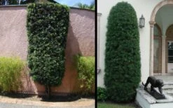 Podocarpus Macrophyllus Upright Yew - 3 Gallon Pot -Botanica Tree Store Yew Podocarpus 3 1