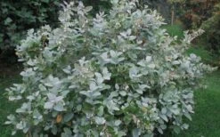 Woodlanders Blue Dusty Zenobia (Honeycup) - 3 Gallon Pot 15 Woodlanders Blue Dusty Zenobia (Honeycup) - 3 Gallon Pot -Botanica Tree Store Zenobia Woodlanders Blue 20