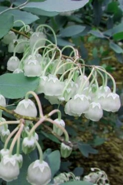 Woodlanders Blue Dusty Zenobia (Honeycup) - 3 Gallon Pot 14 Woodlanders Blue Dusty Zenobia (Honeycup) - 3 Gallon Pot -Botanica Tree Store Zenobia Woodlanders Blue 7