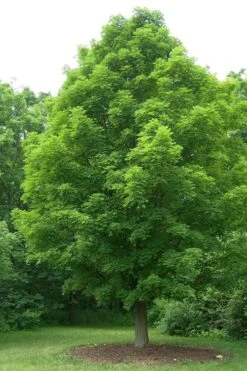 Native Red Maple Tree (Acer Rubrum) - 3 Pack Of 1.5 Quart Pots 21 Native Red Maple Tree (Acer Rubrum) - 3 Pack Of 1.5 Quart Pots -Botanica Tree Store acer rubrum red maple tree 1