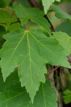 Native Red Maple Tree (Acer Rubrum) - 3 Pack Of 1.5 Quart Pots 15 Native Red Maple Tree (Acer Rubrum) - 3 Pack Of 1.5 Quart Pots -Botanica Tree Store acer rubrum red maple tree 3