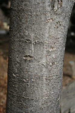 Native Red Maple Tree (Acer Rubrum) - 3 Pack Of 1.5 Quart Pots 18 Native Red Maple Tree (Acer Rubrum) - 3 Pack Of 1.5 Quart Pots -Botanica Tree Store acer rubrum red maple tree 4