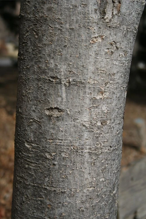 Native Red Maple Tree (Acer Rubrum) - 3 Pack Of 1.5 Quart Pots 8 Native Red Maple Tree (Acer Rubrum) - 3 Pack Of 1.5 Quart Pots - Image 8