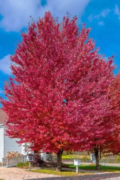 Native Red Maple Tree (Acer Rubrum) - 3 Pack Of 1.5 Quart Pots 16 Native Red Maple Tree (Acer Rubrum) - 3 Pack Of 1.5 Quart Pots -Botanica Tree Store acer rubrum red maple tree 6