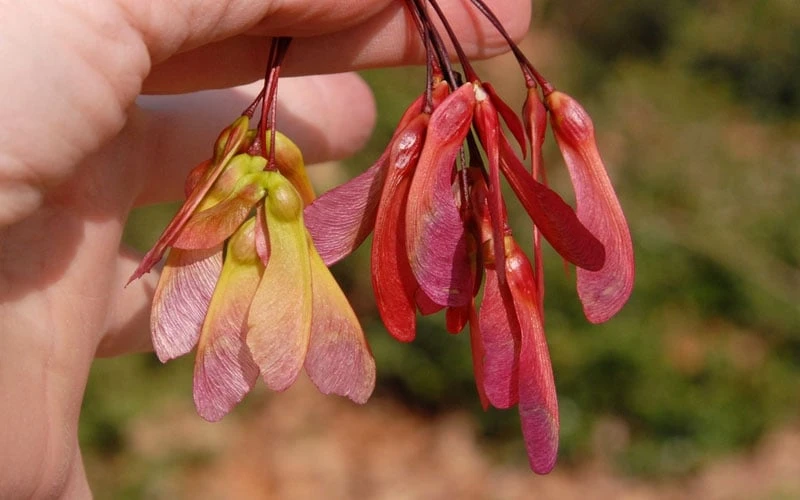 Native Red Maple Tree (Acer Rubrum) - 3 Pack Of 1.5 Quart Pots 9 Native Red Maple Tree (Acer Rubrum) - 3 Pack Of 1.5 Quart Pots - Image 9