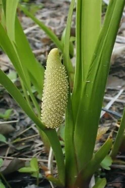 American Sweet Flag (Acorus Americanus) - 1 Gallon Pot -Botanica Tree Store acorus americanus american sweet flag 10