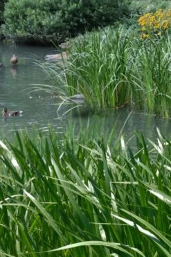 American Sweet Flag (Acorus Americanus) - 8 Pack Of 1 Gallon Pots -Botanica Tree Store acorus americanus american sweet flag 11 1