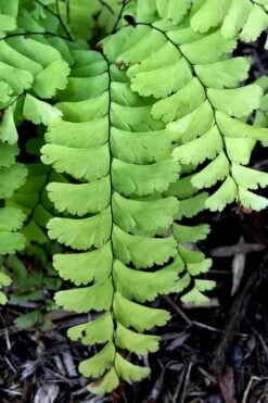 Northern Maidenhair Fern (Adiantum Pedatum) - 1 Gallon Pot 7 Northern Maidenhair Fern (Adiantum Pedatum) - 1 Gallon Pot -Botanica Tree Store adiantum pedatum northern maidenhair fern 2