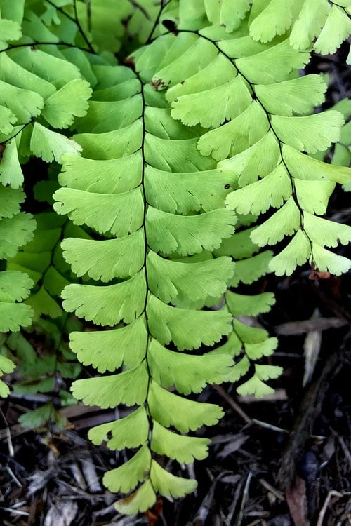Northern Maidenhair Fern (Adiantum Pedatum) - 1 Gallon Pot 4 Northern Maidenhair Fern (Adiantum Pedatum) - 1 Gallon Pot - Image 4