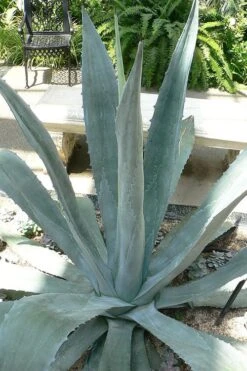 American Agave (Century Plant) - 3 Gallon Pot -Botanica Tree Store agave americana centrury plant 1