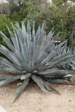 American Agave (Century Plant) - 3 Gallon Pot -Botanica Tree Store agave americana centrury plant 5