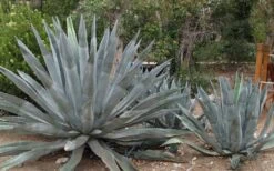 American Agave (Century Plant) - 3 Gallon Pot -Botanica Tree Store agave americana centrury plant 6