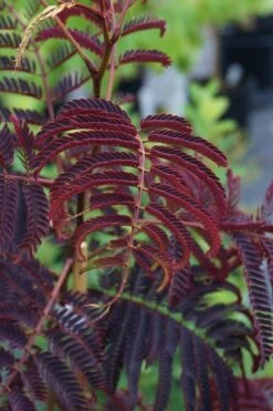 Summer Chocolate Mimosa Tree - 5 Gallon Pot -Botanica Tree Store albizia julibrissin summer chocolate mimosa tree 4