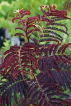 Summer Chocolate Mimosa Tree - 5 Gallon Pot -Botanica Tree Store albizia julibrissin summer chocolate mimosa tree 5