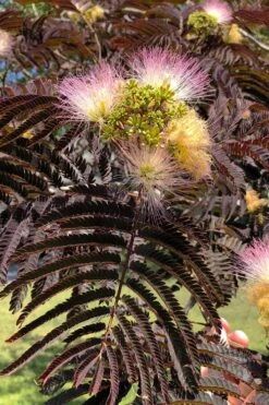 Summer Chocolate Mimosa Tree - 5 Gallon Pot -Botanica Tree Store albizia julibrissin summer chocolate mimosa tree 7