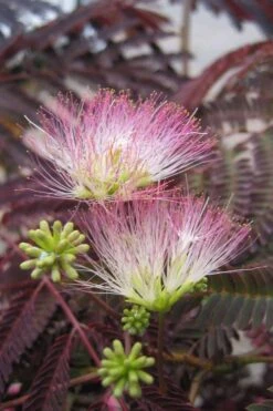 Summer Chocolate Mimosa Tree - 5 Gallon Pot -Botanica Tree Store albizia julibrissin summer chocolate mimosa tree 8