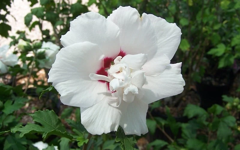 Morning Star Rose Of Sharon (Althea) - Hibiscus Syriacus - 3 Gallon Pot 4 Morning Star Rose Of Sharon (Althea) - Hibiscus Syriacus - 3 Gallon Pot - Image 4