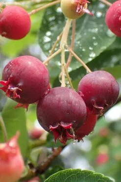 Shadblow Serviceberry Tree (Amelanchier Canadensis) - 3 Pack Of 1.5 Quart Pots