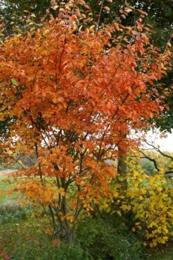 Shadblow Serviceberry Tree (Amelanchier Canadensis) - 5 Gallon Pot -Botanica Tree Store amelanchier arborea shadblow serviceberry fall foliage