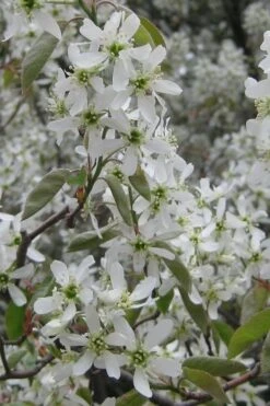 Shadblow Serviceberry Tree (Amelanchier Canadensis) - 5 Gallon Pot -Botanica Tree Store amelanchier arborea shadblow serviceberry flowers 4