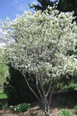 Shadblow Serviceberry Tree (Amelanchier Canadensis) - 5 Gallon Pot -Botanica Tree Store amelanchier arborea shadblow serviceberry tree 2