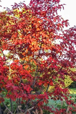 Autumn Brilliance Serviceberry Tree - 1 Gallon Pot -Botanica Tree Store amelanchier grandiflora autumn brilliance serviceberry 3 1