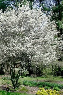 Autumn Brilliance Serviceberry Tree - 7 Gallon Pot (5-6') -Botanica Tree Store amelanchier grandiflora autumn brilliance serviceberry 5