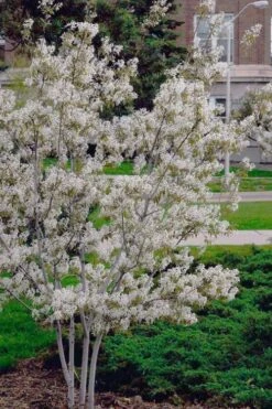 Autumn Brilliance Serviceberry Tree - 7 Gallon Pot (5-6') -Botanica Tree Store amelanchier grandiflora autumn brilliance serviceberry 6