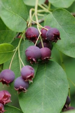 Autumn Brilliance Serviceberry Tree - 1 Gallon Pot -Botanica Tree Store amelanchier grandiflora autumn brilliance serviceberry 8 1