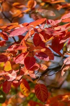 Autumn Brilliance Serviceberry Tree - 7 Gallon Pot (5-6') -Botanica Tree Store amelanchier grandiflora autumn brilliance serviceberry 9