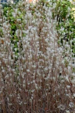 Black Mountain Bluestem Grass (Andropogon Ternarius) - 8 Pack Of 1 Gallon Pots 10 Black Mountain Bluestem Grass (Andropogon Ternarius) - 8 Pack Of 1 Gallon Pots -Botanica Tree Store andropogon ternarius black mountain bluestem grass 1