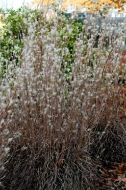 Black Mountain Bluestem Grass (Andropogon Ternarius) - 6 Pack Of 1 Gallon Pots